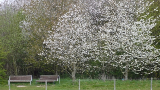 bankjes onder bomen met witte bloesems aan de rand van een bos 