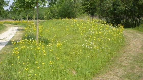 wandelpaden grenzend aan rij bomen in een boog rond grasveld met paardenbloemen in bloei