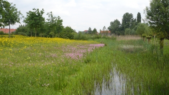 illustratie contrast droge grasvlakte met kleurrijke bloemen grenzend aan natte, drassige grond in Groene Long