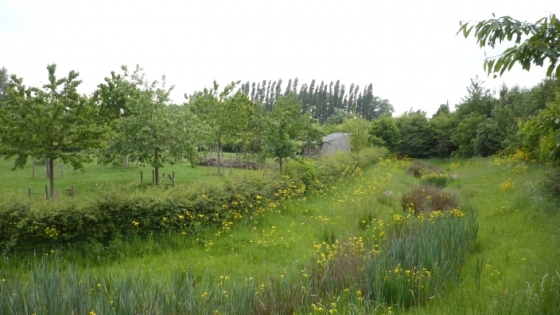 boomgaard met omheining naast een grasveld met struikgewassen in het midden