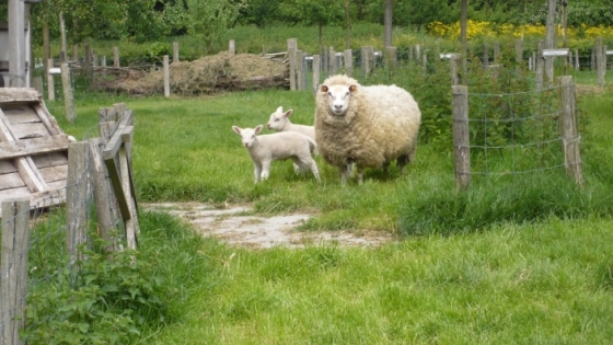 schapenweide met omheining in Groene Long