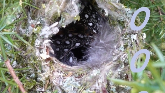 nest staartmees tussen takken naaldboom
