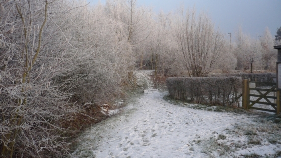 wandelpad in winterse bosomgeving 