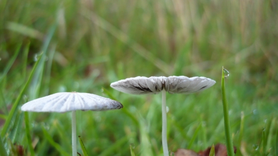 witte platte paddenstoelen