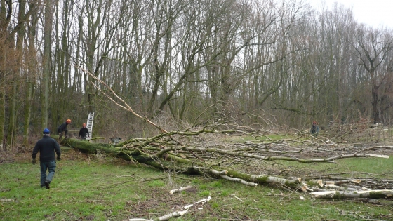 omgevallen boom uit bos door kapping