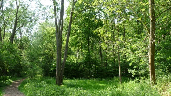 wandelpad door groene bosrijke omgeving