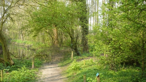 wandelpad in bos met waterloop in de verte aan de linkerzijde