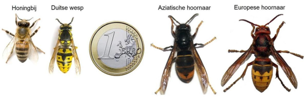 vergelijking van aziatische hoornaar met bij, wesp en muntstuk van 1 euro